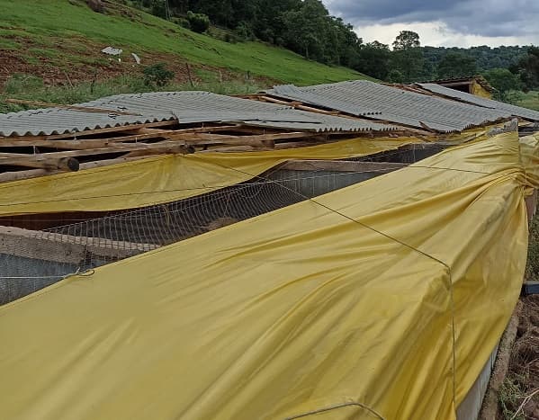 Telhado de chiqueiro é destruído pelo vento (Foto: Divulgação )