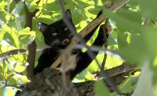 Bombeiros resgatam gato preso em árvore de 10 metros após dois dias