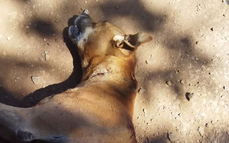 Cachorro foi baleado em Palmitos, no Oeste de Santa Catarina (Foto: Polícia Civil)