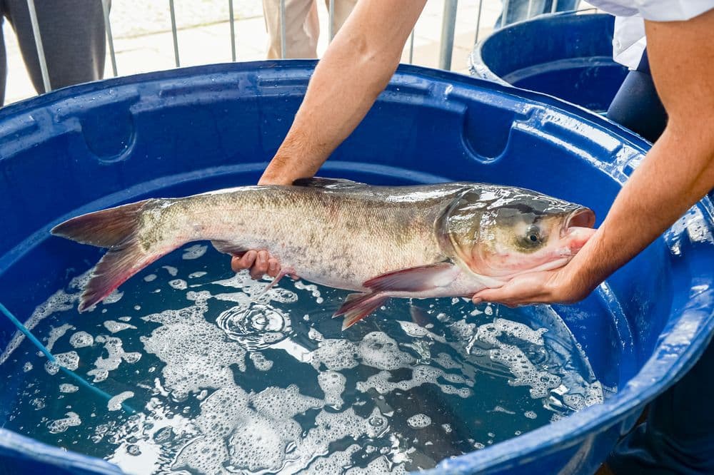 Feira do Peixe Vivo neste sábado em Pinhalzinho (Foto: Divulgação )