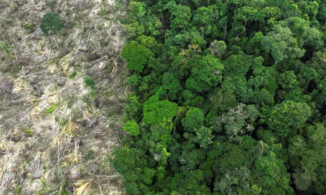 Amazônia perde metade da vegetação nativa em 40 anos