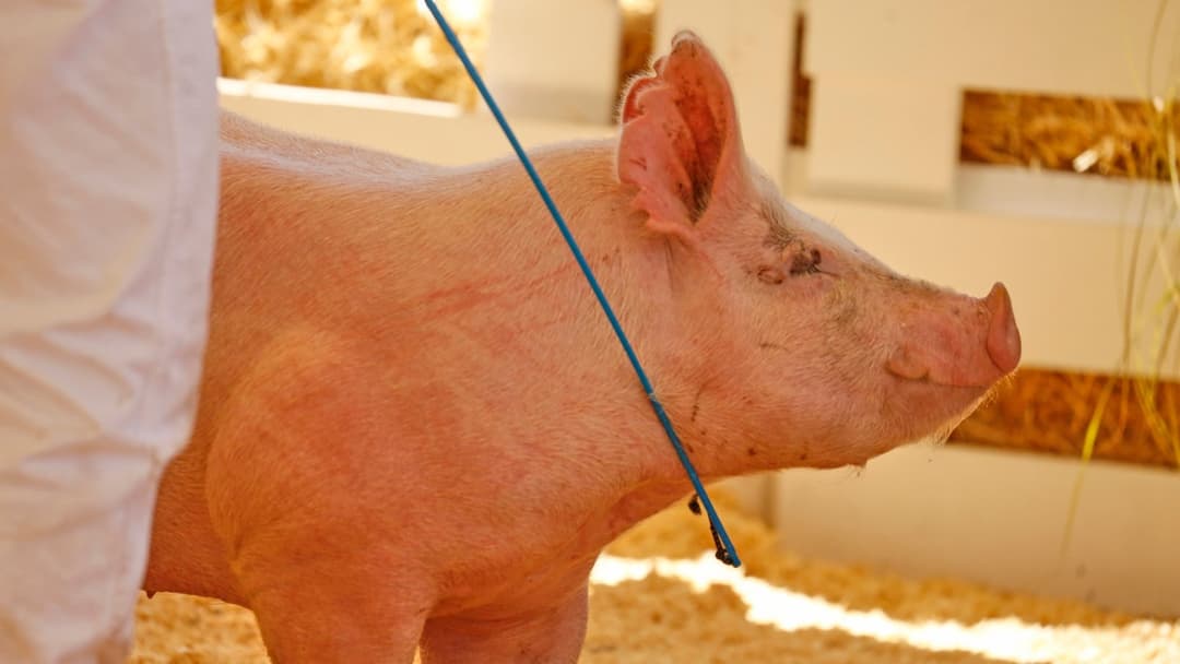 Cientistas criam porcos geneticamente resistentes à Peste Suína Clássica