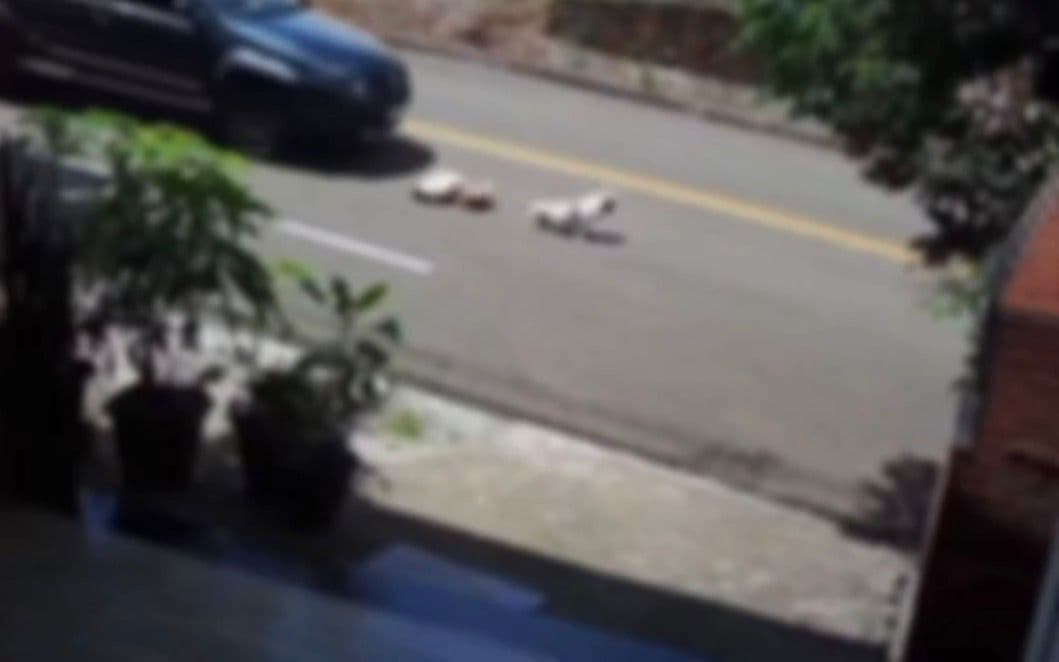 Condutor acusado de atropelar cachorro em Romelândia se manifesta