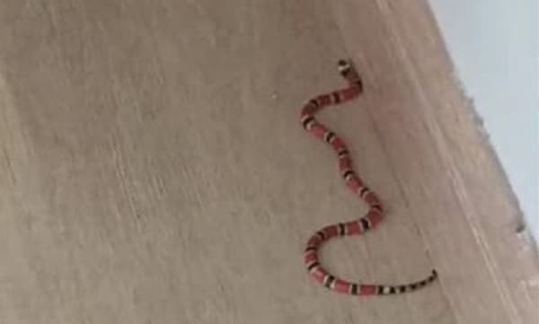 Espécie é conhecida pelo seu alto veneno (Foto: Corpo de Bombeiros)