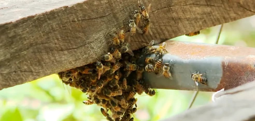 Duas crianças e um adulto sofrem ataque de abelhas no Extremo Oeste de SC