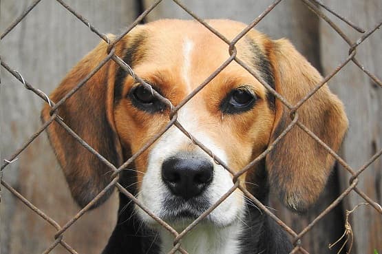 Casal é condenado por maltratar cachorros em Coronel Freitas  (Foto: Imagens: Divulgação/Pixabay/Ângelo Medeiros )