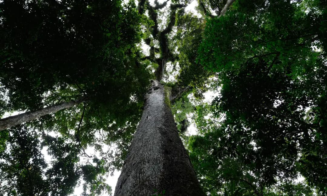 Nova lei do licenciamento ambiental é sancionada com 63 vetos
