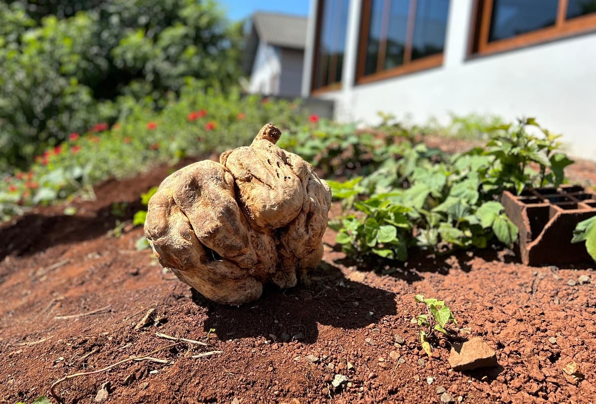 Enorme alimento deixou os produtores felizes (Foto: Renan Ribeiro)