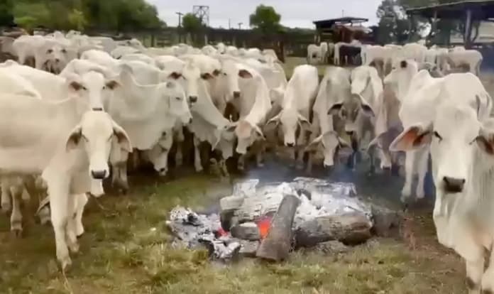 Gado é aquecido com fogueiras improvisadas em MS (Foto: Redes Sociais)