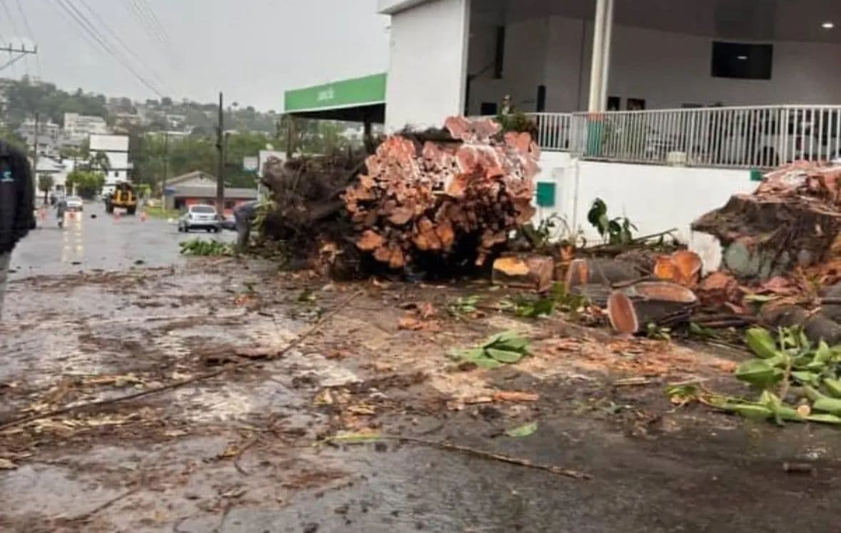 Corte de árvore em São Carlos gera polêmica; prefeitura se manifesta