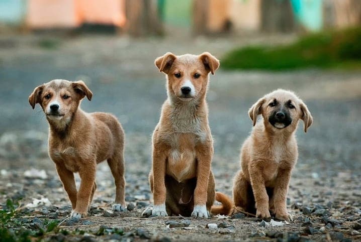 Águas Frias receberá R$ 20 mil para castração de cães e gatos através do programa “Pet Levado a Sério”