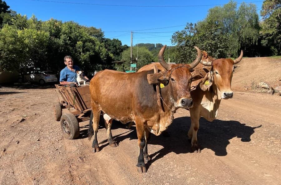 Tradição dos carros de boi é mantida no campo