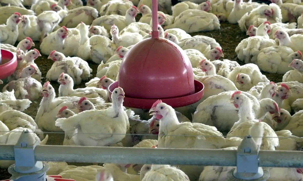 China retoma importações de carne de frango do Brasil após superar foco de gripe aviária