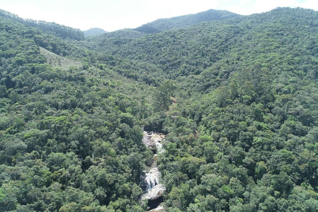 SC avança na preservação e registra nova queda no desmatamento da Mata Atlântica