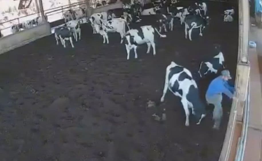 Trabalhador deixa vaca enfurecida em comunidade rural