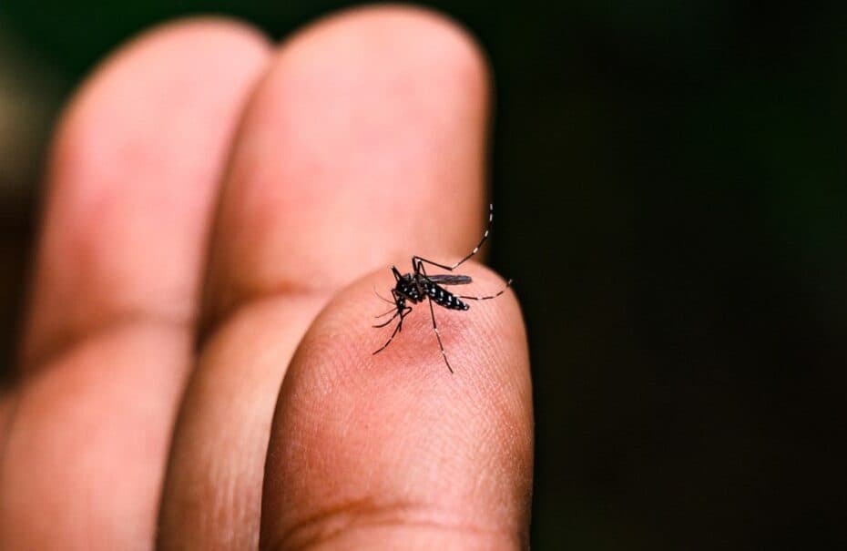 Santa Catarina reforça controle do Aedes aegypti diante da alta de casos de dengue