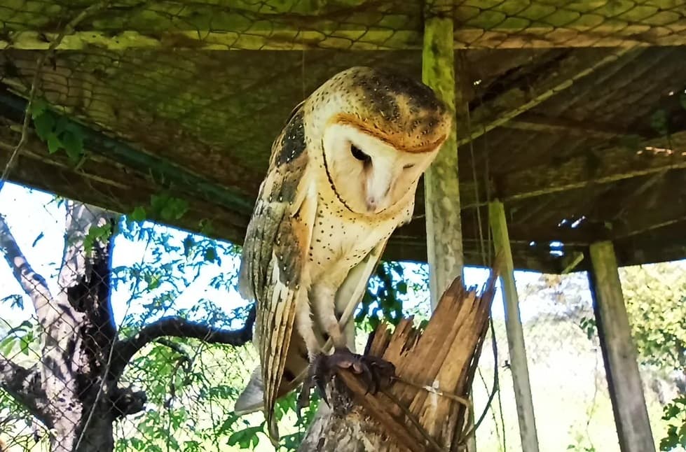 "Som da morte": Descubra a lenda por trás da coruja rasga-mortalha
