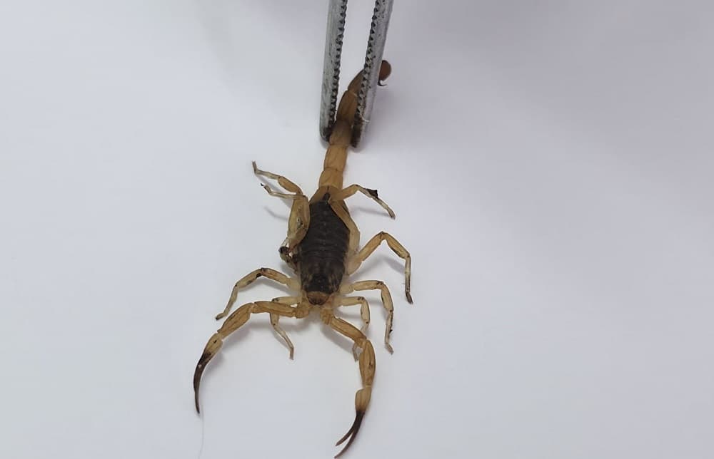 Espécie causa preocupação (Foto: Divulgação)