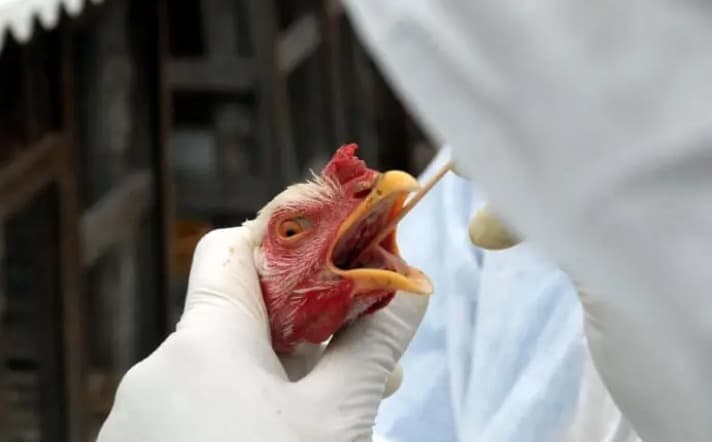 Pinhalzinho decreta emergência zoossanitária  (Foto: Reprodução Redes Sociais )