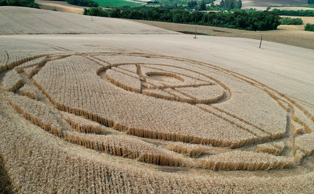 ETs ou alguém criativo? Novo “desenho no trigo” aparece em Ipuaçu