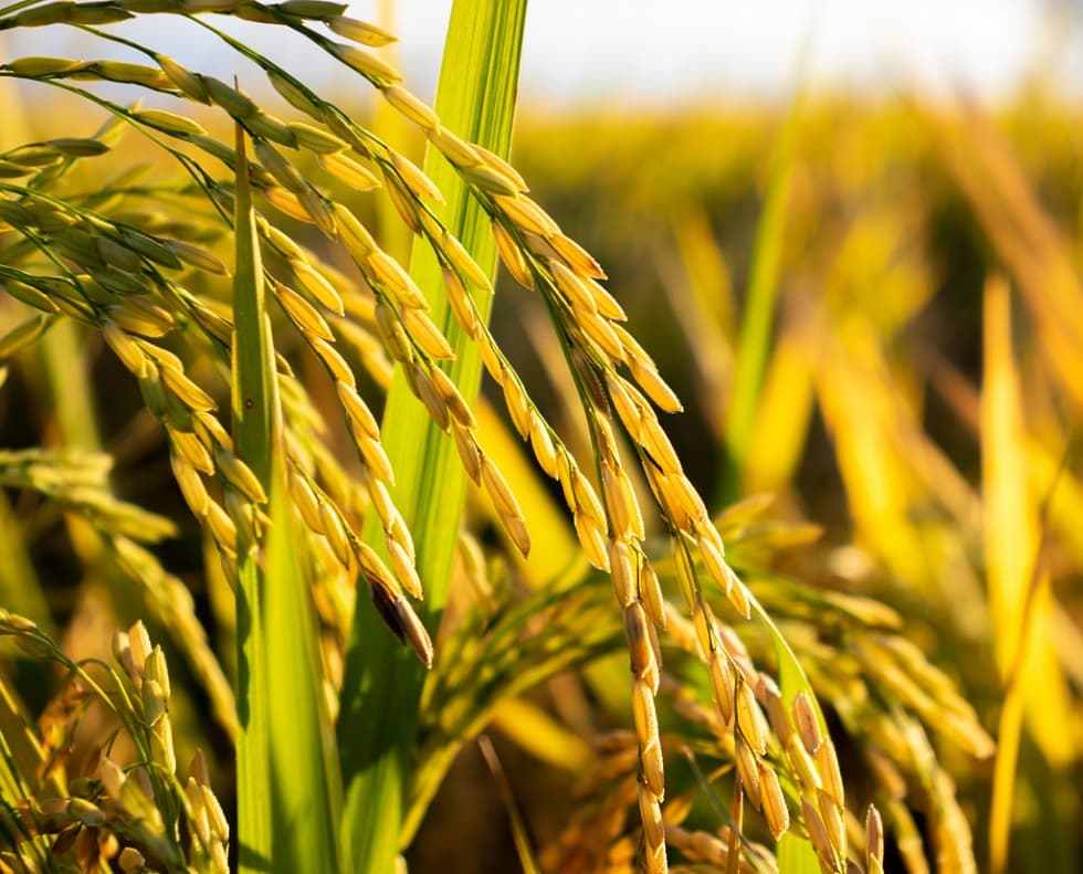 Compra de arroz é anulada pelo Governo após suspeitas de irregularidades
