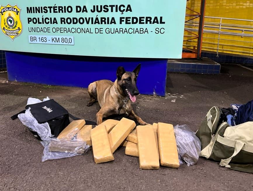 Cadela farejadora localiza maconha em bagageiro de ônibus  (Foto: PRF)