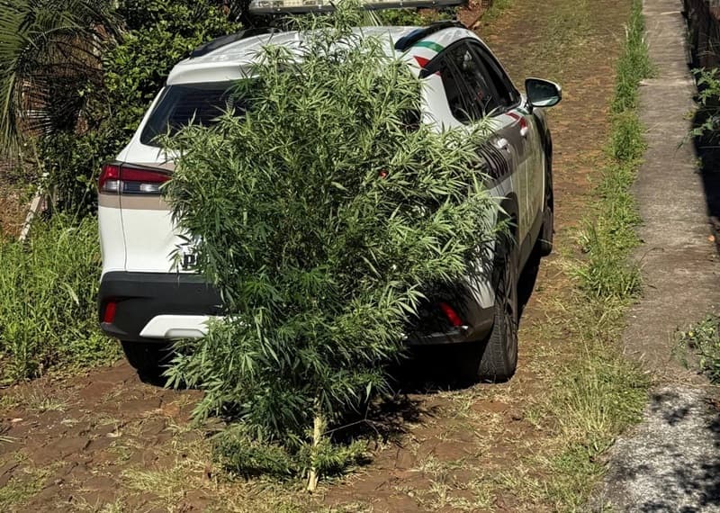 Pé gigante de cannabis ocupa todo o bagageiro de viatura em Pinhalzinho