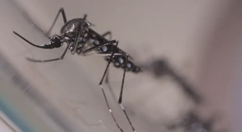 Estado reforça combate ao Aedes aegypti com novas tecnologias e estratégias integradas
