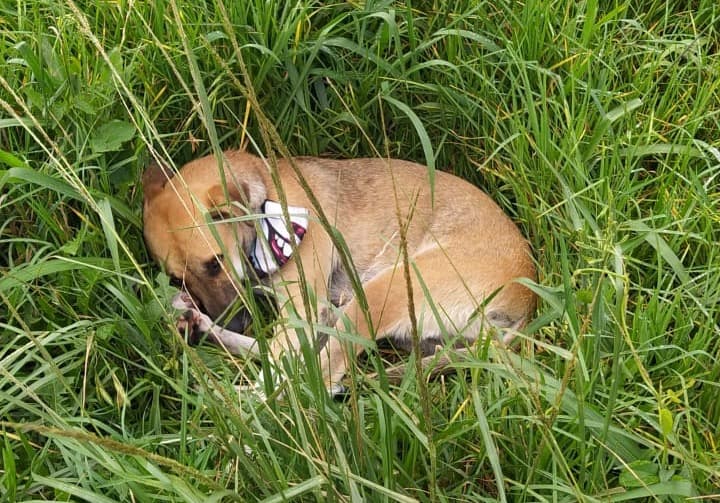 Cão não sai de perto do dono que morreu atropelado