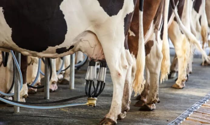 Crise no preço do leite preocupa produtores em Santa Catarina