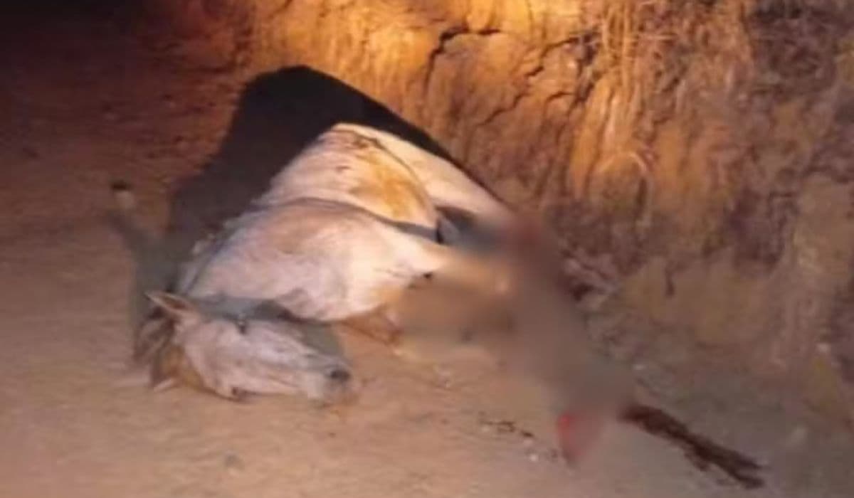 “Tenho medo de sair de casa”, desabafa acusado de cortar patas de cavalo
