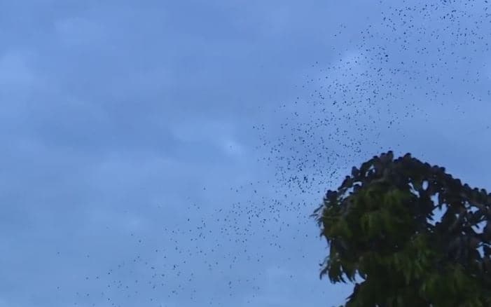As andorinhas voltaram! Espetáculo atrai olhares em Chapecó