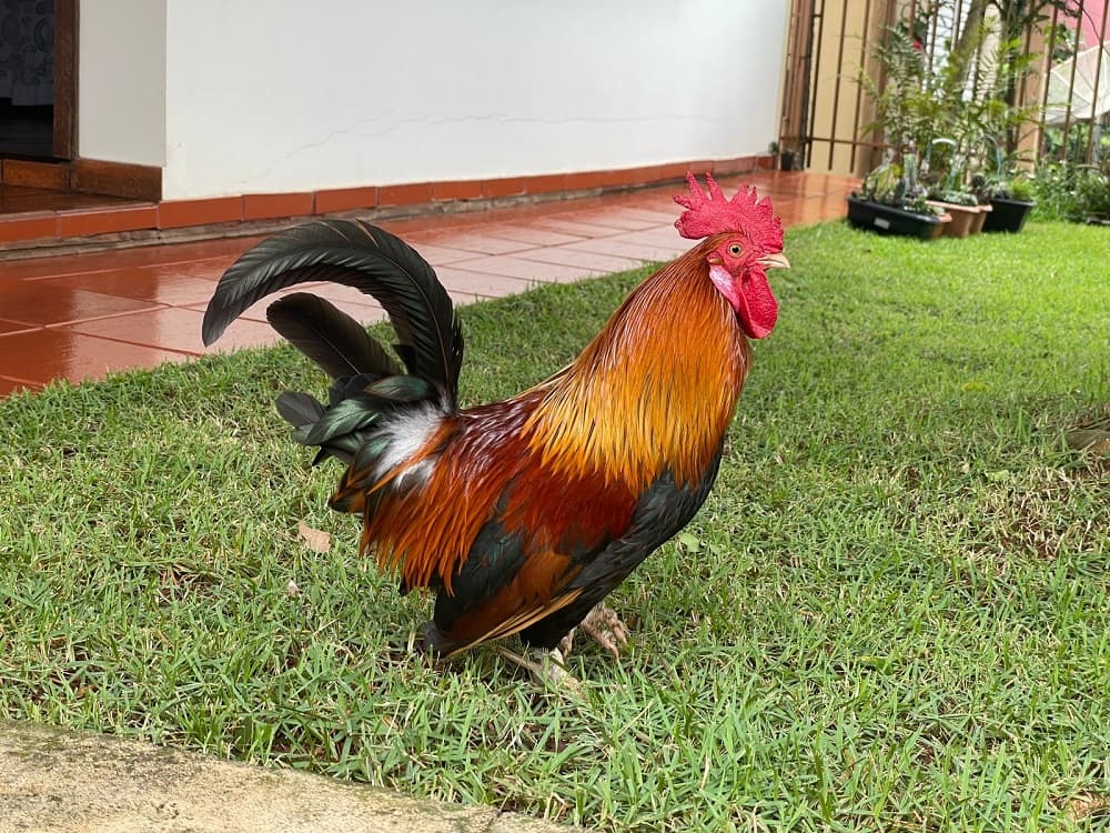 Pipito convive com tranquilidade  (Foto: Henrique Paulo Koch)