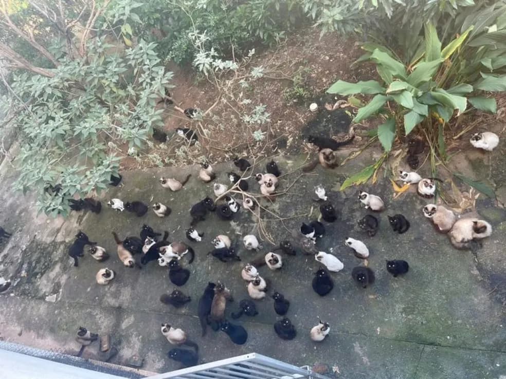 Animais estavam em condições insalubres, segundo a Polícia Civi (Foto: Divulgação Polícia Civil)