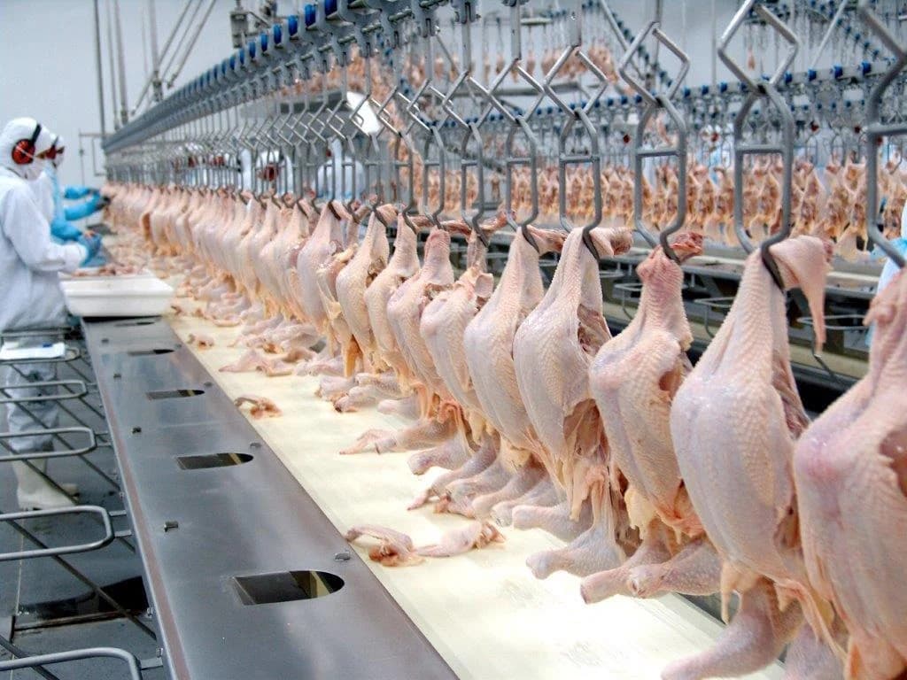 Brasil retoma exportações de carne de frango para União Europeia