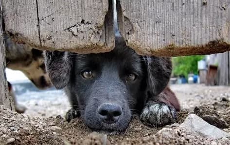 Projeto irá oferecer maior proteção aos animais em Santa Catarina  (Foto: inovaveterinaria)