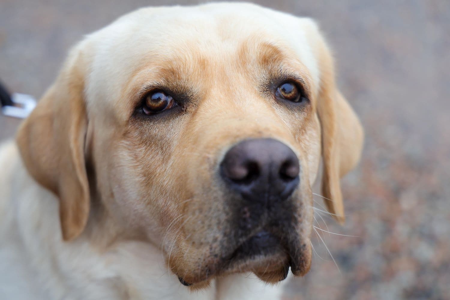 Principal ação para diminuir o abandono de animais é a castração (Foto: Ricardo Trida/Arquivo/Secom)