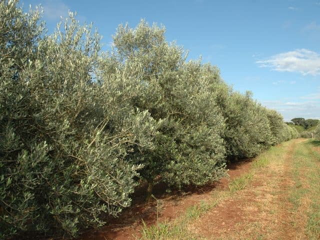 Deputado propõe Rota das Oliveiras para fortalecer economia rural em SC