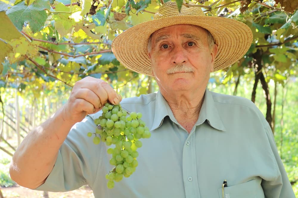 Produtor de uvas continua apostando na honestidade dos clientes (Foto: Renan Ribeiro)