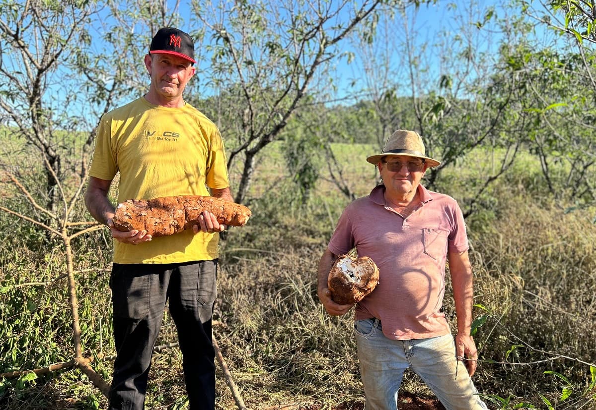 Proprietário teve ajuda de conhecido na colheita (Foto: Gilmar Bortese)