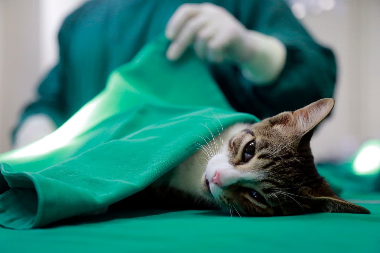 Unidade móvel de castração atenderá pets em Modelo no mês de novembro