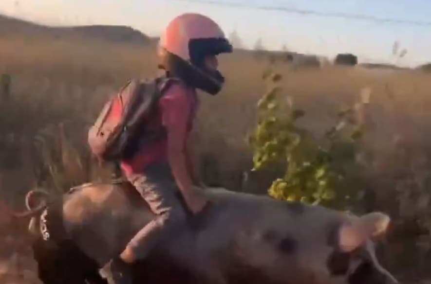 Garoto em cima de animal (Foto: Divulgação / Redes Sociais)