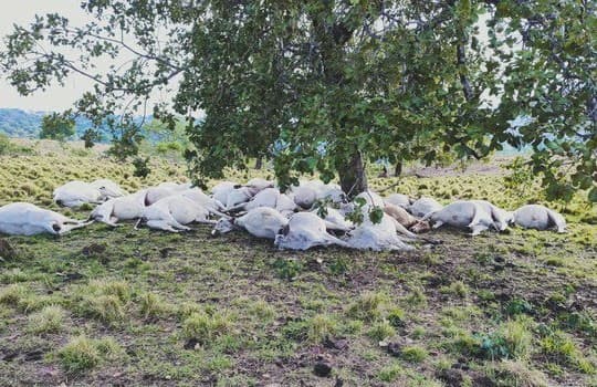 Bois foram encontrados embaixo de árvore (Foto: Divulgação )
