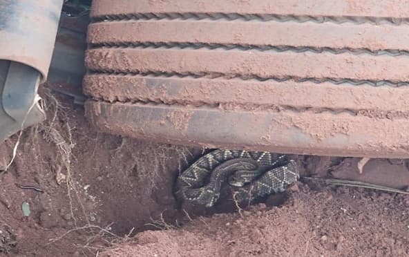 Cobra ficou embaixo do pneu de caminhão (Foto: PRF)