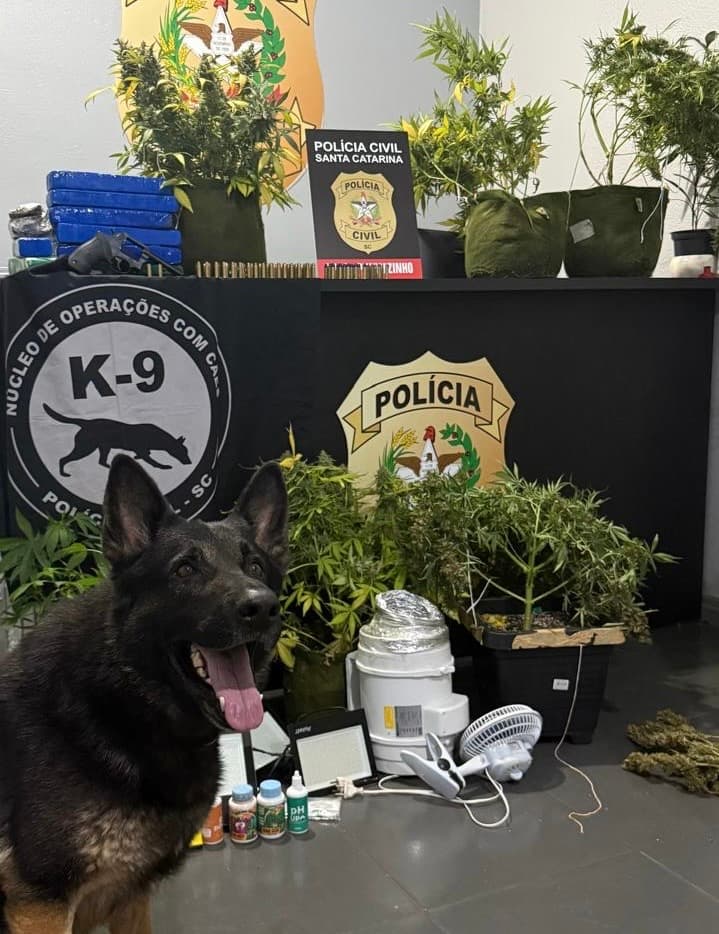 Polícia descobre plantação de maconha em estufa em Pinhalzinho 