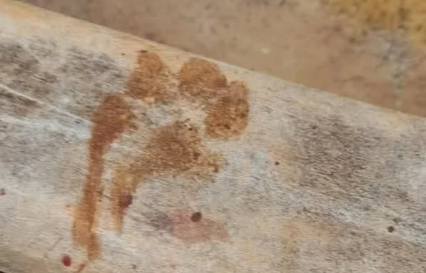 Pegada deixada pelo animal em propriedade (Foto: Divulgação)