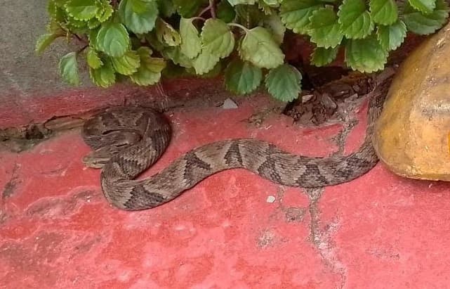 'Arrepio só de olhar!' cobra gigante surge no Oeste
