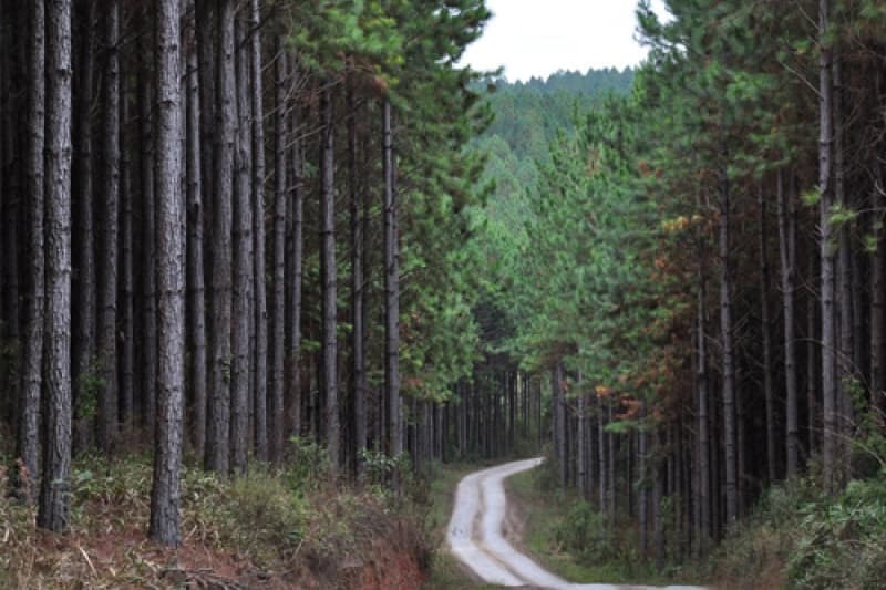 Santa Catarina pode perder 244 mil empregos com possível mudança no Código Ambiental