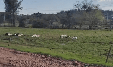 Choque elétrico mata seis vacas em propriedade