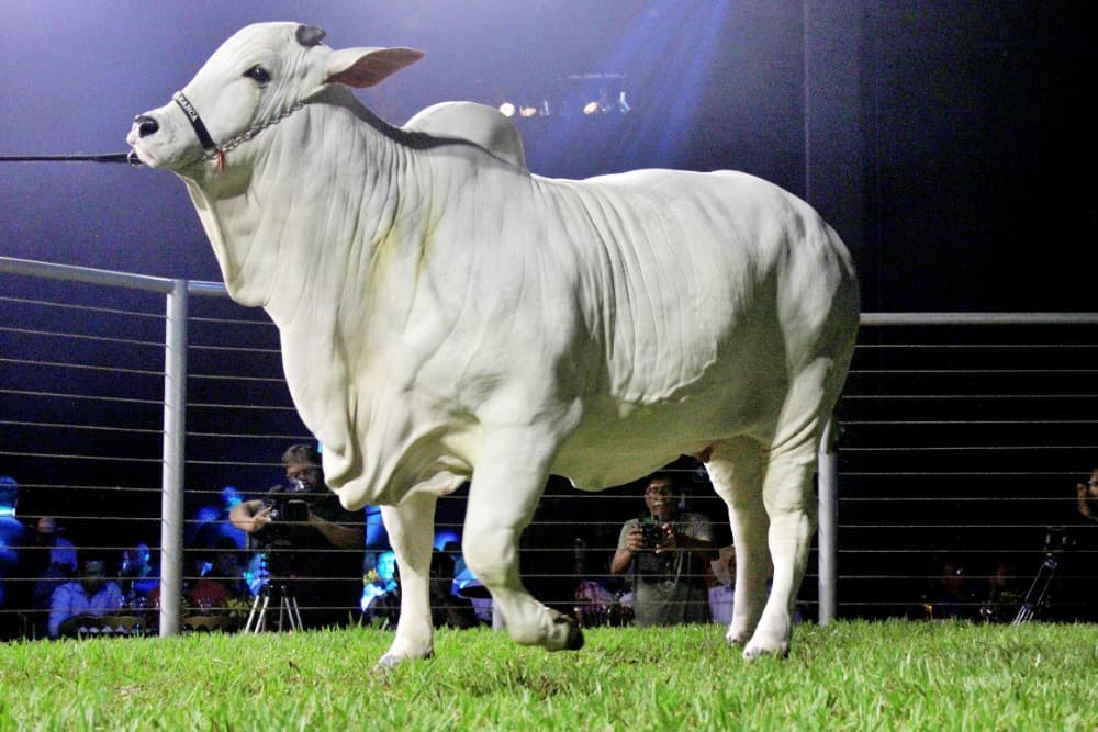 Animal valioso é brasileiro e coleciona prêmios (Foto: Neto Talmeli)